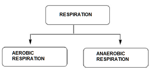 Types of Respiration by Web Tutors Point