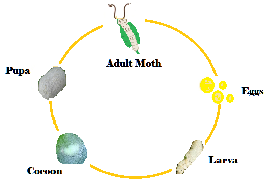 Class 7 Silkworms' Life Cycle